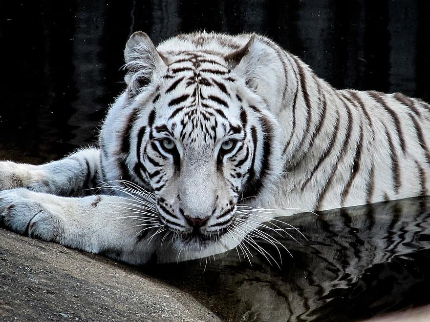 Tygrys, zwierzę, biały Tygrys, ogród zoologiczny, drapieżnik, duży kot, paski, koci, ssak, trawa, łąka