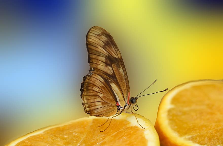 метелик, метелики, комаха, природи, тропічний, крила, кольорові, апельсини, фон, боке