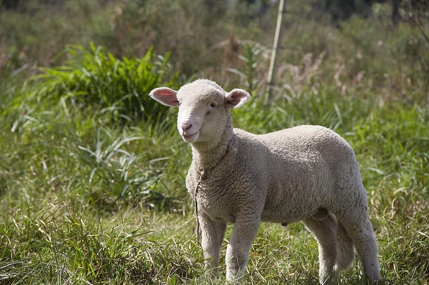 ovelha, Cordeiro, pasto, ovelha jovem, animal, mamífero, pecuária