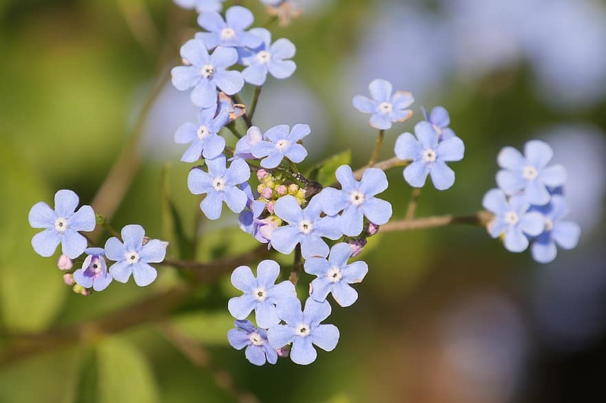 Flowers, Forget-me-not, Nature, Flora, Growth, Botany, Bloom, Blossom