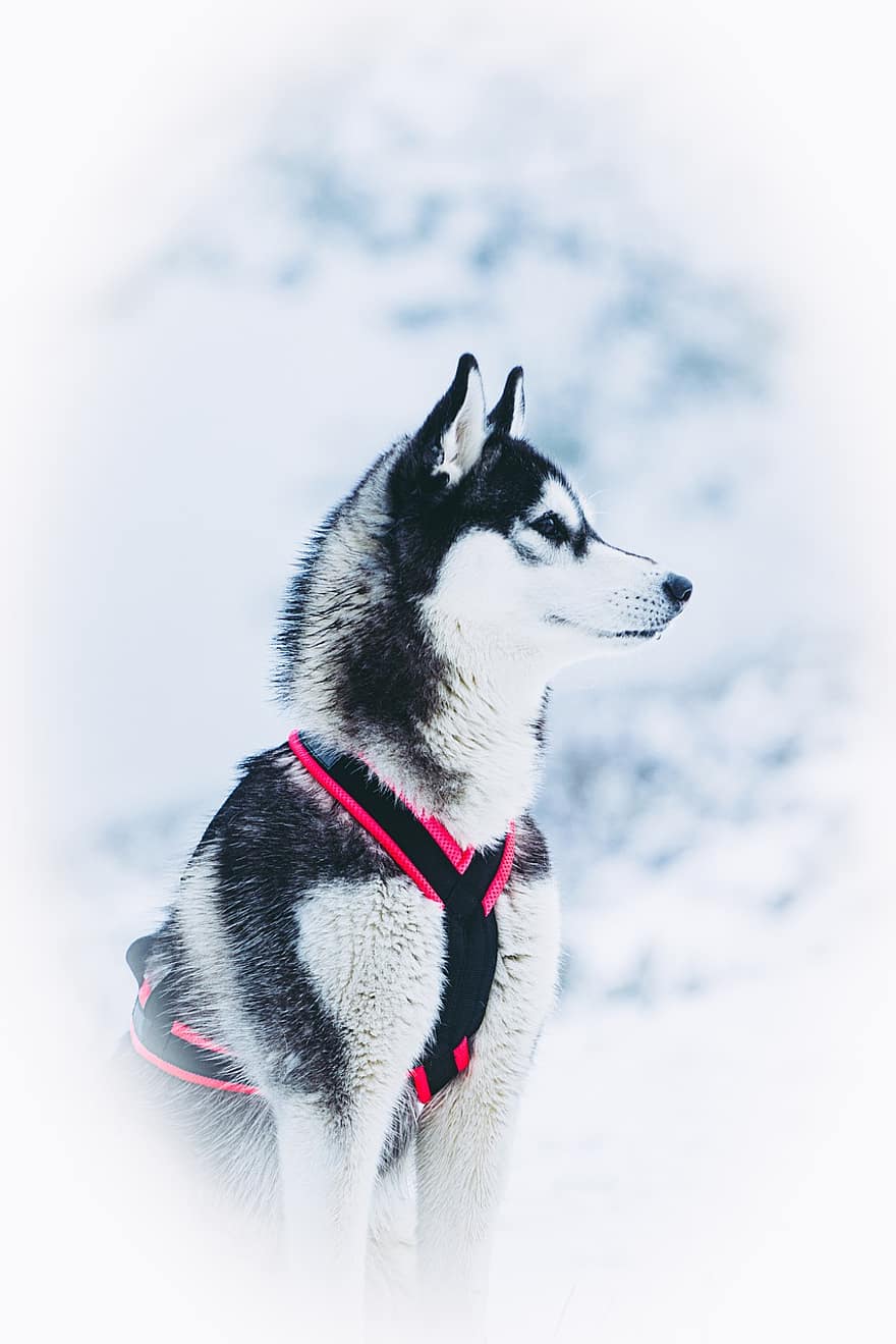 ochrypły, pies zaprzęgowy, pies, portret, pies portret, zwierzę, pysk, zimowy, śnieg, portret zwierzęcia