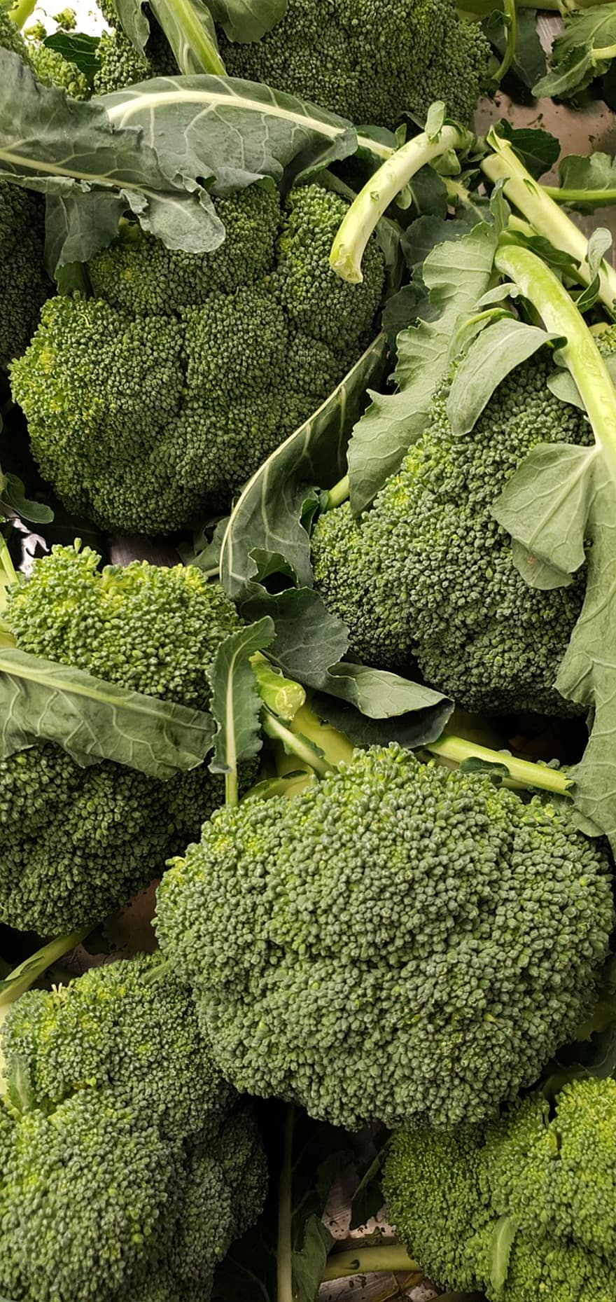 Brokoliai, daržovės, Švieži brokoliai, derlius, šviežumas, daržovių, maisto, sveika mityba, ekologiškas, lapai, Žemdirbystė