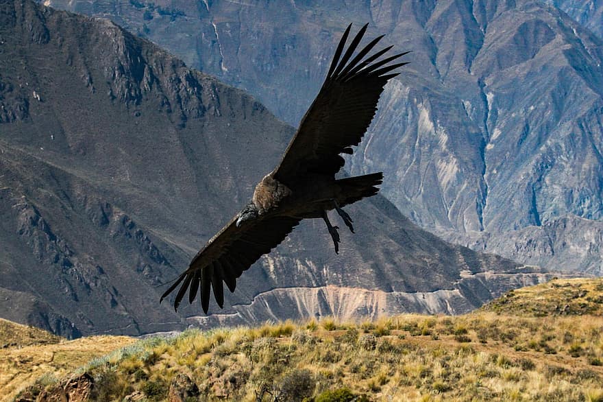 Condor, Bird, Flying, Animal, Wildlife, Female Bird, Wings, Plumage, Soar, Nature, Valley
