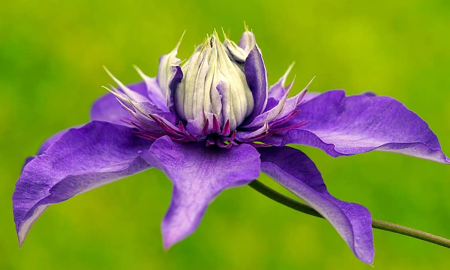 clemátide, flor, flor Purpura, floración, naturaleza, flora, de cerca, planta, hoja, púrpura, pétalo
