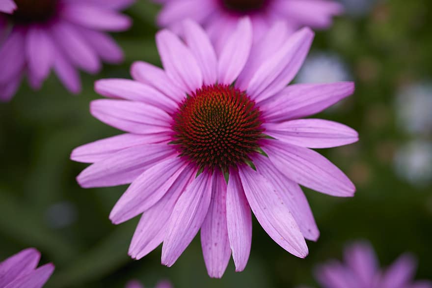 Purple Coneflower, Flower, Plant, Coneflower, Pink Flower, Petals, Bloom, Meadow, Nature