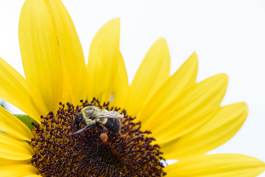 insectă, albină, polen, floare, bondar, macro, natură, polenizare, galben, vară, petală