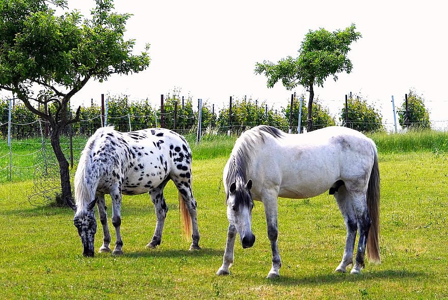 Horses, Animals, Mammals, Equines, Farm Yard, Meadow, Pasture, Landscape, farm, grass, rural scene