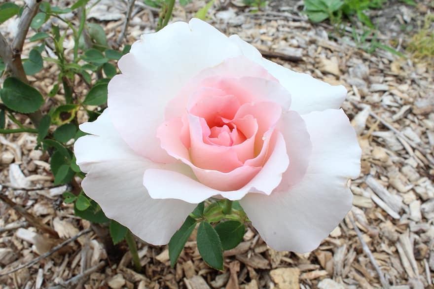 rose, hvit