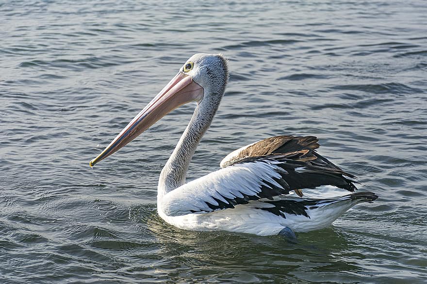 pelikaan, vogel, zee, bek, Bill, veren, gevederte, watervogel, dier, dieren in het wild, water