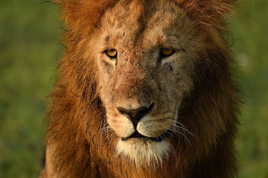 Löwe, Tier, Masai Mara, Afrika, Tierwelt, Säugetier, katzenartig, Tiere in freier Wildbahn, undomestizierte Katze, Safaritiere, große Katze