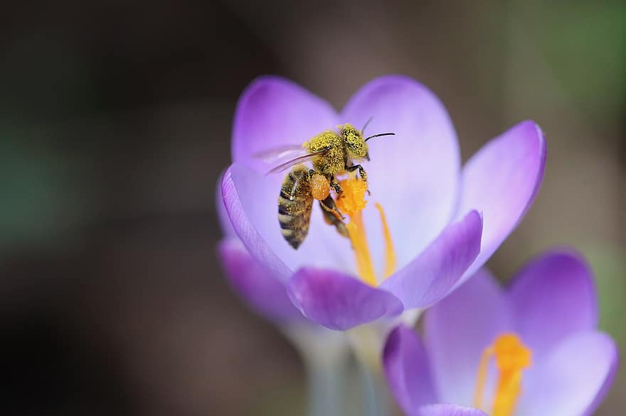 бджола, медоносна бджола, крокус, пилок, запилення, нектар, комаха, весна, пурпурна квітка, квітка, Рослина