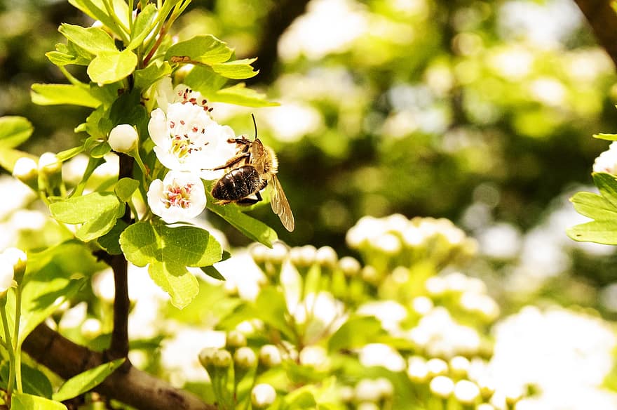 ミツバチ、フラワーズ、受粉する、受粉、蜂、膜翅目、昆虫、咲く、花、フローラ、動物相