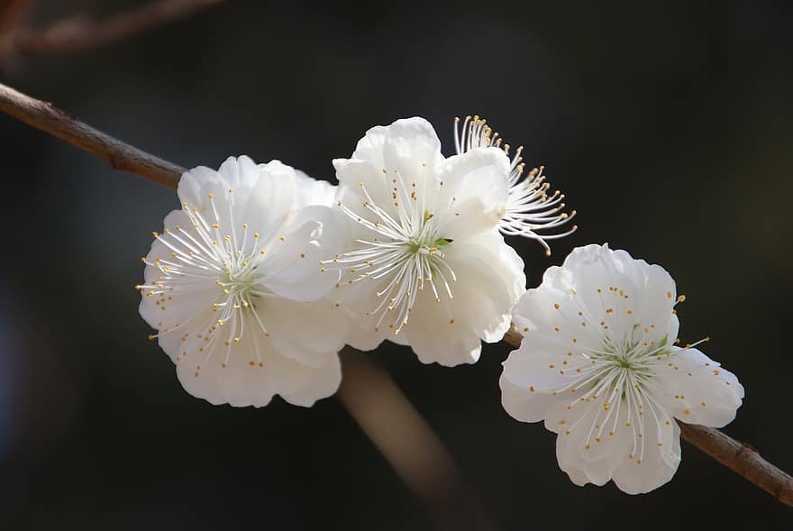 kersenbloesems, bloemen, de lente, witte bloemen, bloeien, bloesem, tak, kersenboom, flora, lente seizoen, detailopname