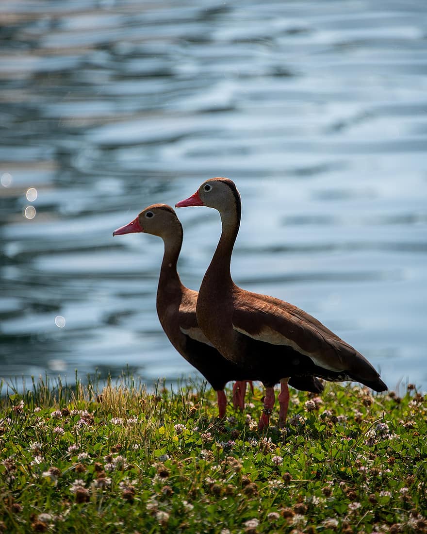 Ducks, Black-bellied Whistling Duck, Water, Lake, Grass, Waterfowl, Nature, Vertical, Saint Charles, Missouri, Bird
