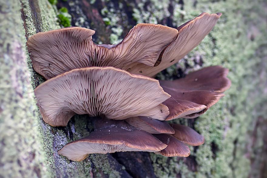 houba, hlívy ústřičné, pleurotus ostreatus, detail, les, rostlina, podzim, makro, neobdělávaný, svěžest, sezóna