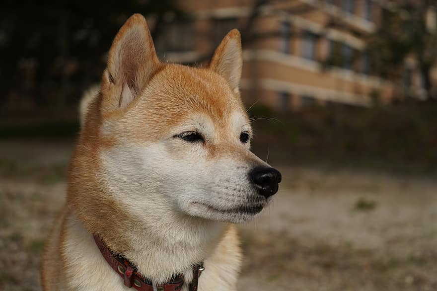 Shiba Inu, Hund, Haustier, Tier, Hündchen, Japan, Eckzahn, Haustiere, süß, reinrassiger Hund, suchen