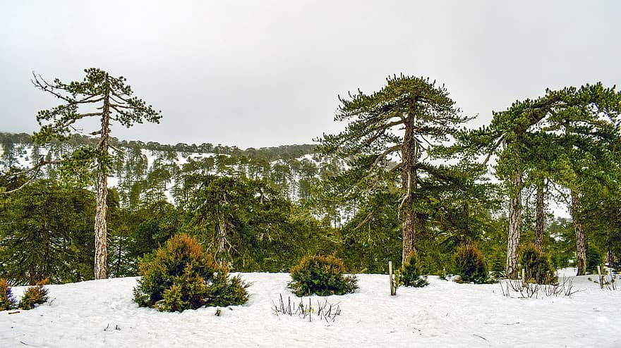 ağaçlar, kar, kış, orman, çalılar, don, soğuk, dağ, peyzaj, doğa, manzara