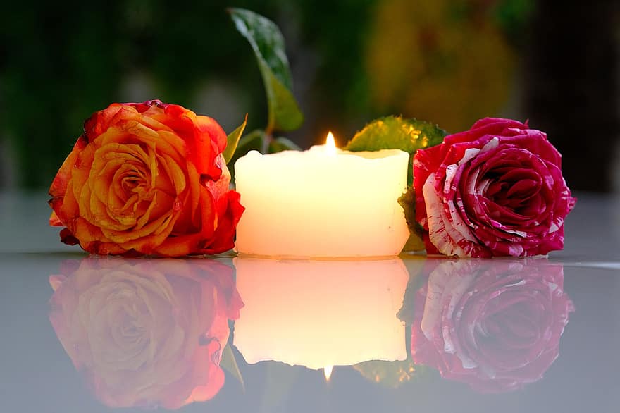 рози, свещ, размисъл, цветя, двойка, листенца, розови листенца, разцвет, цвят, цъфна роза, candelight