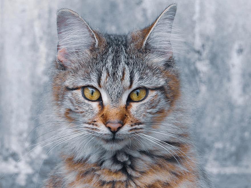 ネコ、キティ、肖像画、猫の肖像画、猫の目、猫顔、猫科、国内の、飼い猫、子猫、毛皮のような