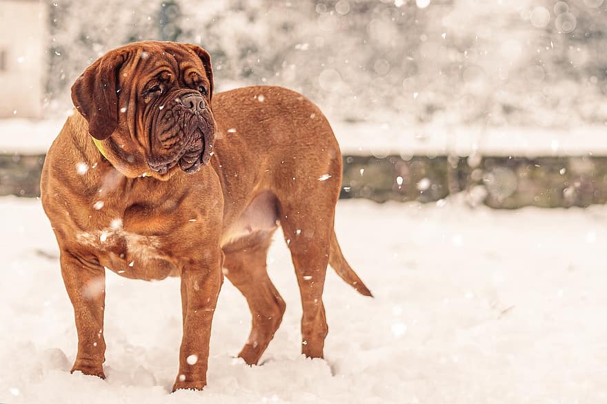 ranskalainen mastiffi, koira, lumi, dogue de bordeaux, lemmikki-, eläin, nuori koira, kotimainen koira, koiran-, nisäkäs, söpö