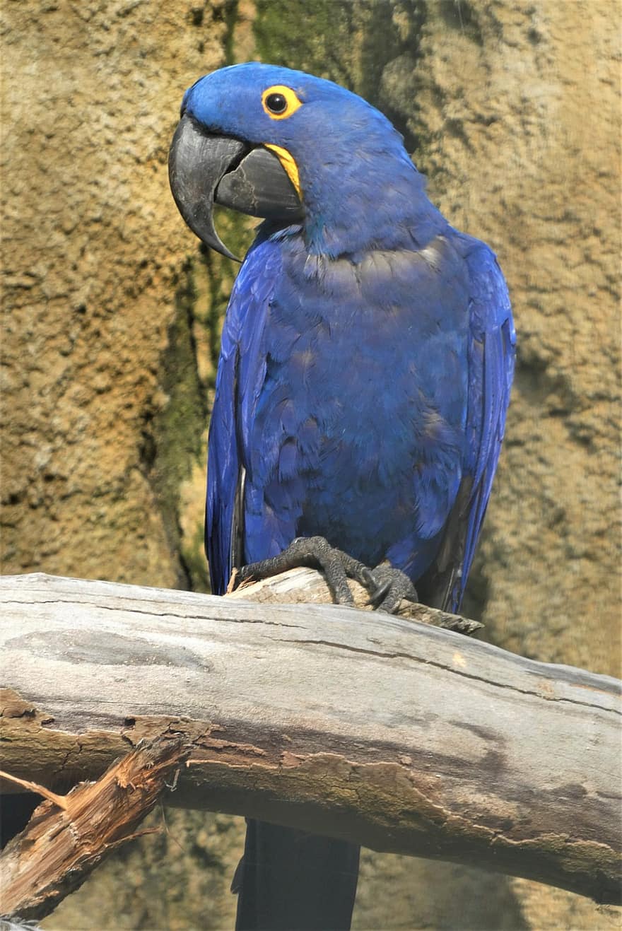 Papagei, Vogel, Tier, Hyazinthenara, Blauer macaw, Tierwelt, Gefieder, Ast, thront, Natur, Zoo
