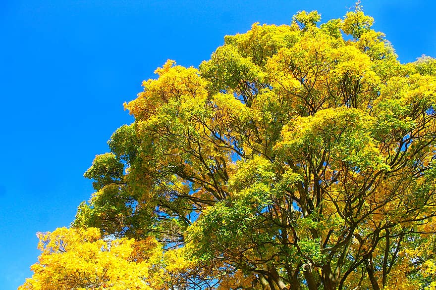 koks, raksturs, rudenī, lapas, mežs, parks, dzeltens, sezonā, zils, filiāle, augu