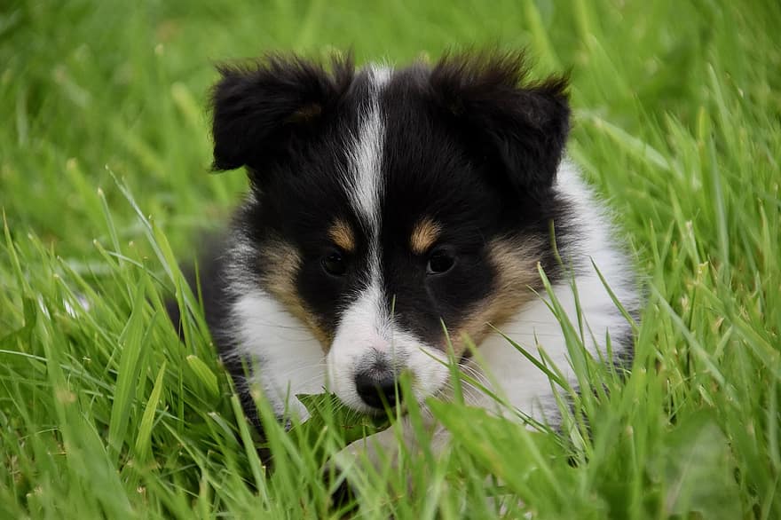 Puppy, Pup, Dog Shetland Sheepdog, Shetland Habs, Dog Breed, Puppy Female, Bitch Liquorice Shepherd Dog, Herding Dog, Animal