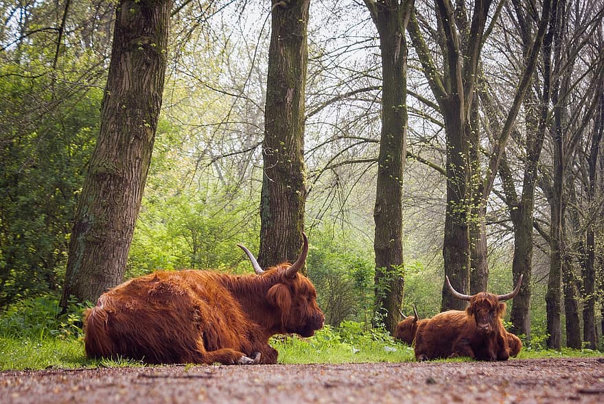 шотландский горец, рогатый скот, Vlaardingen, Broekpolder, Нидерланды, Голландия, фауна, Флора, природа, лес, млекопитающее