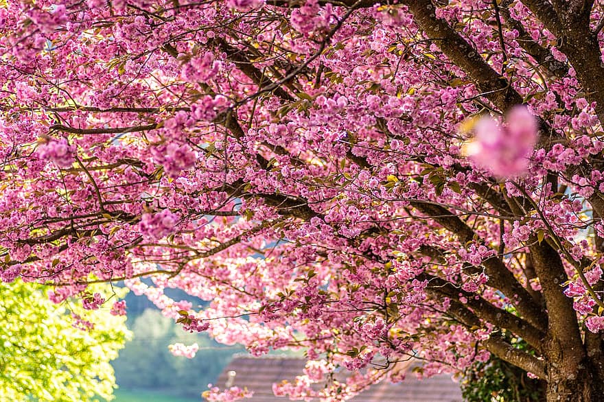 Kirschblüten, Blumen, Bäume, Frühling, pinke Blumen, Sakura, blühen, Ast, Natur, Baum, pinke Farbe