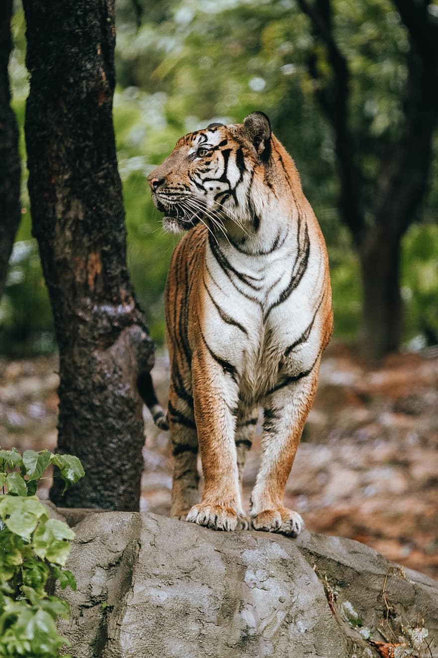 tiger, stor katt, dyr, vilt dyr, dyreliv, pattedyr, natur