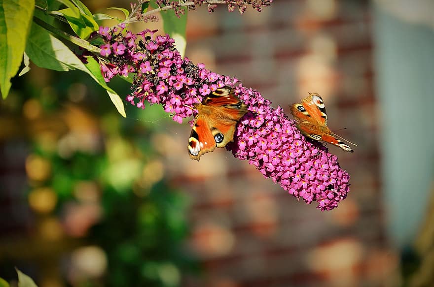 vlinders, pauwoog, vlinderstruik, bloemen, flora, fauna, zomer, detailopname, insect, multi gekleurd, vlinder