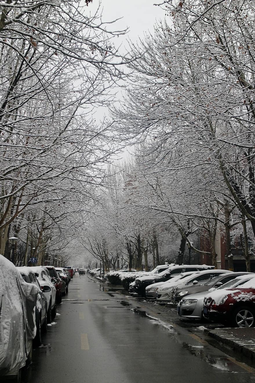 улица, автомобили, дървета, зима, сняг, снежно, сезон, кола, трафик, дърво, транспорт