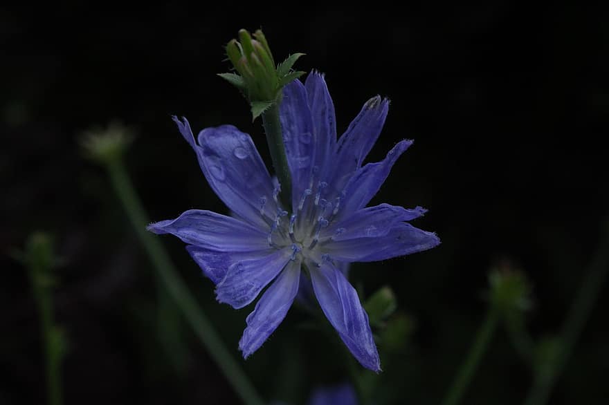 цикорій, квітка, блакитна квітка, пелюстки, блакитні пелюстки, цвітіння, флора, природи