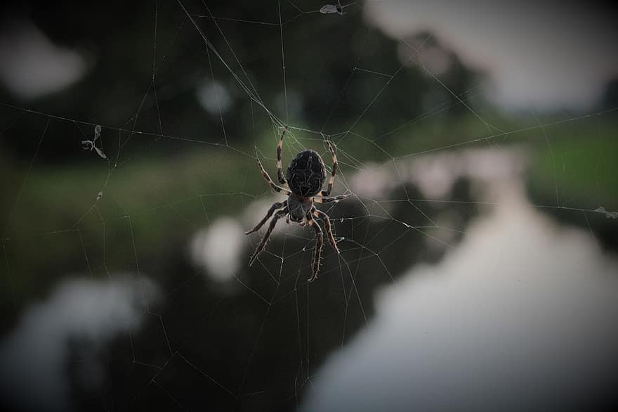 hage edderkopp, edderkopp, spindelvev, arachnid, dyr, web, natur, mørk