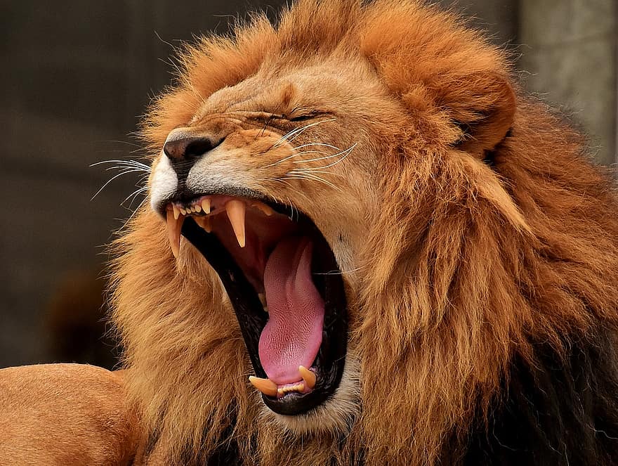 løve, rovdyr, farligt, manke, kat, han-, Zoo, vildt dyr, Afrika, dyr