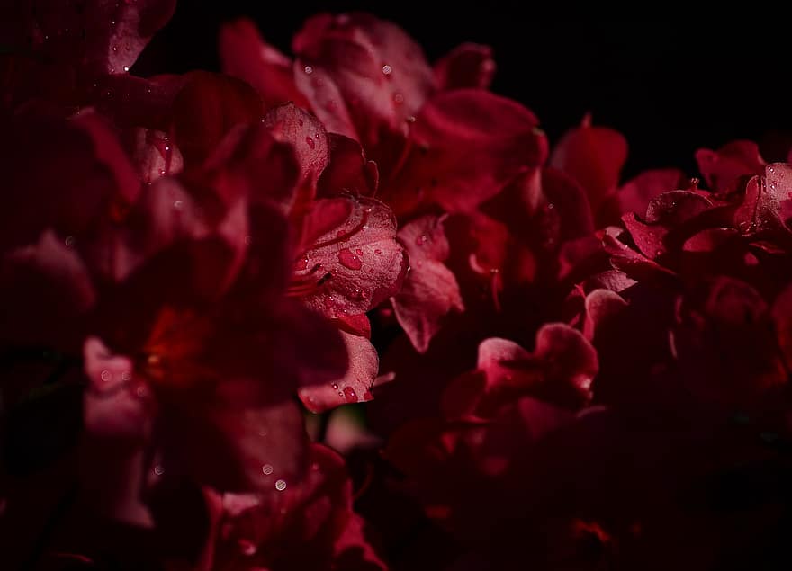 फूल, लाल फूल, पुष्प गुच्छ, रात, अंधेरा