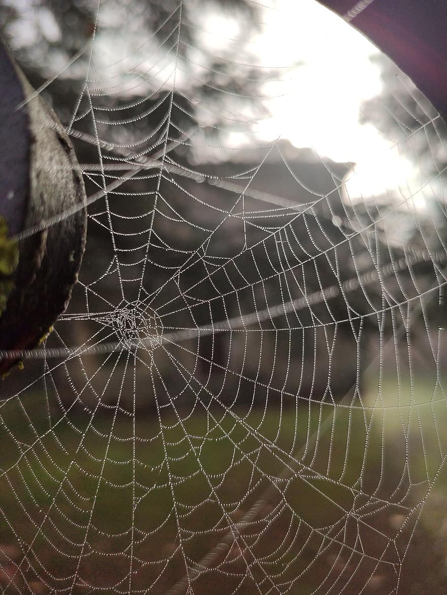 spinnenweb, gebladerte, natuur, herfst, bossen, spin, detailopname, dauw, achtergronden, macro, laten vallen