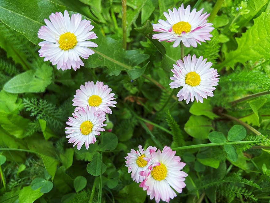 Daisies, Leaves, Flowers, Pink Daisies, Bloom, Blossom, Flora, Floriculture, Horticulture, Botany, Nature