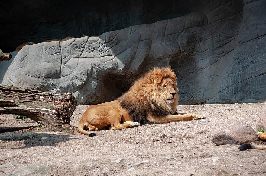 leão, animal, animais selvagens, jardim zoológico, mamífero, predador, natureza, gato, safári, leões, leoa