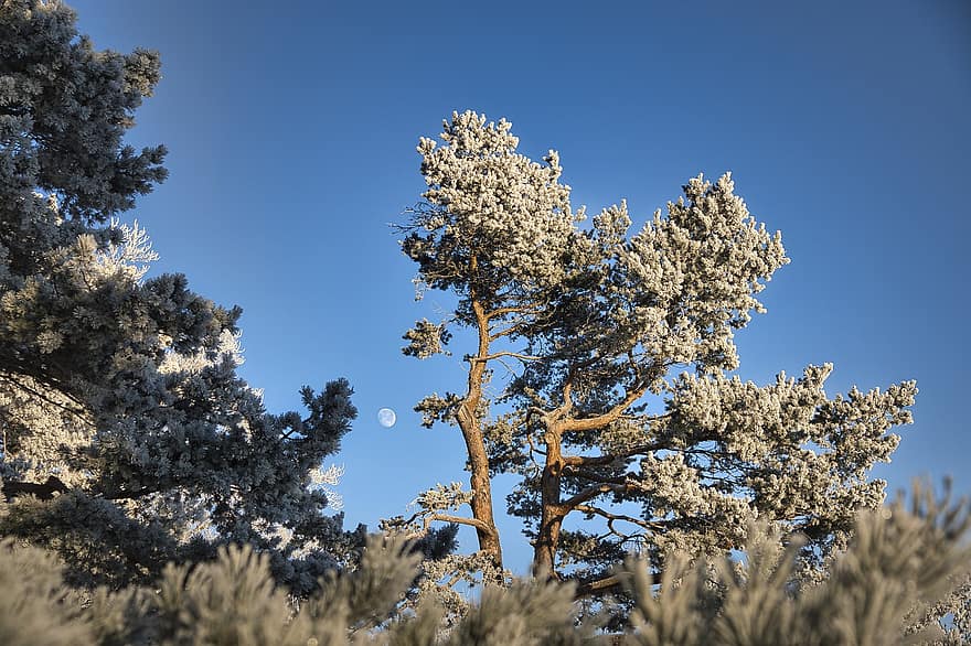 Trees, Hoarfrost, Frost, Moon, Cold, Nature