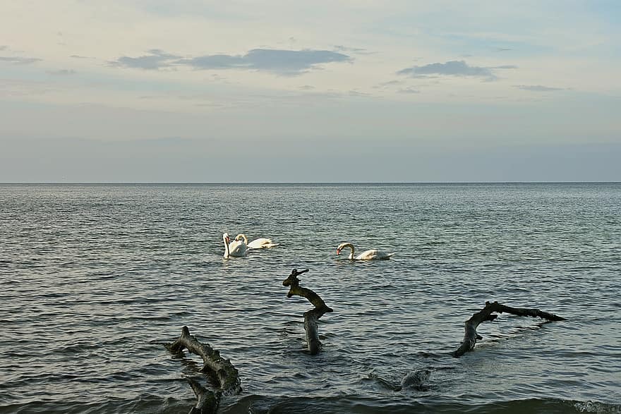 Baltijas jūra, gulbji, krastā, kritums, raksturs, jūra