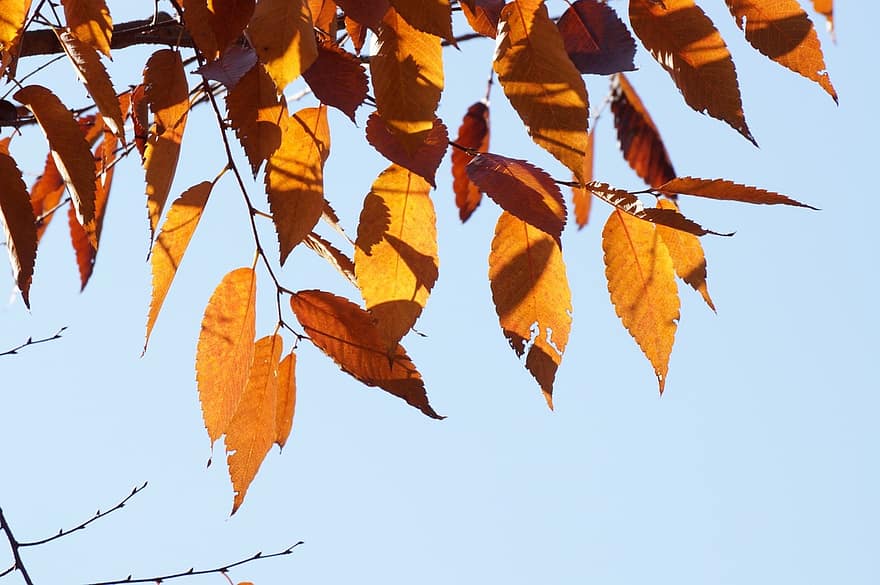 feuilles, l'automne, la nature, feuille, jaune, saison, en plein air, arbre, arrière-plans, couleurs éclatantes, fermer