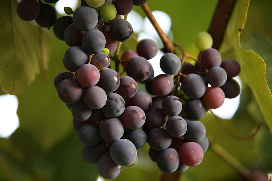 uvas, frutas, videira, Isabella Grapes, Vinhedo, viticultura, Comida, produzir, orgânico, plantação, maduro