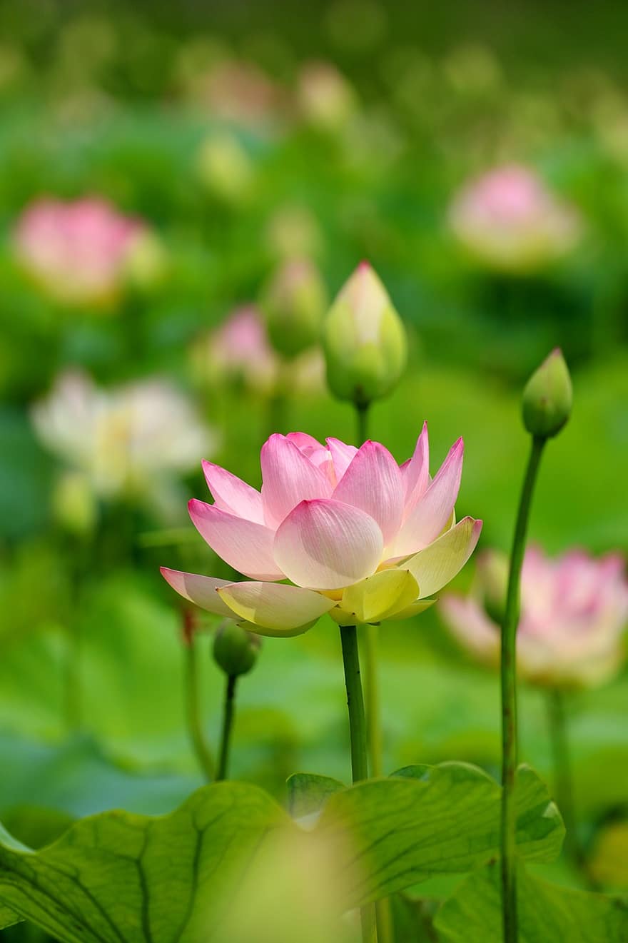 Lotus, Teich, Wasserlilien, Blumen, Natur
