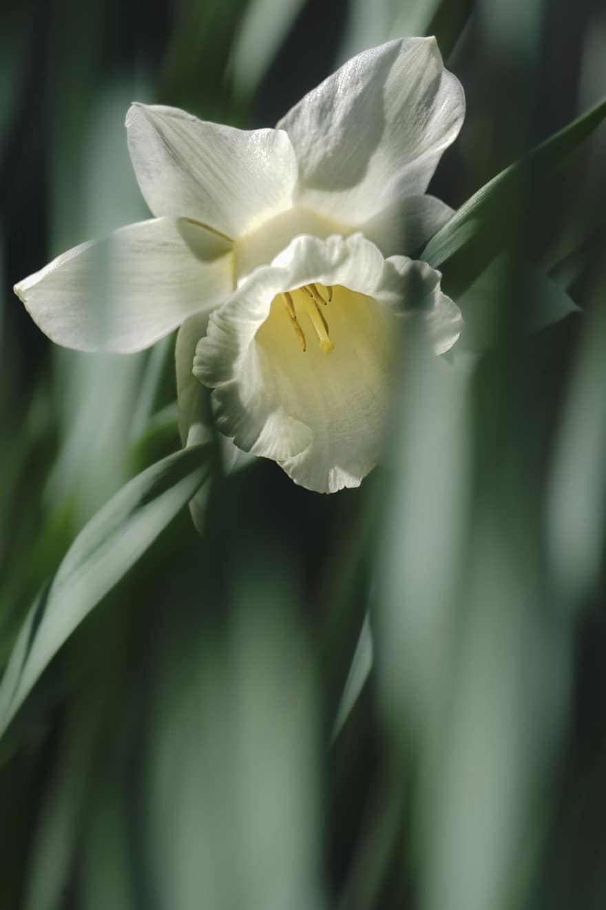 gele narcis, bloem, witte bloem, Pasen Bell, bloemblaadjes, witte bloemblaadjes, bloesem, bloeien, lente bloem, detailopname, bloemblad