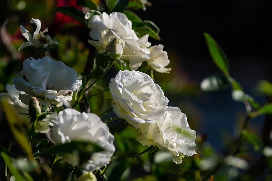 троянди, квіти, Рослина, білі троянди, білі квіти, цвітіння, декоративна рослина, флора, природи, сад