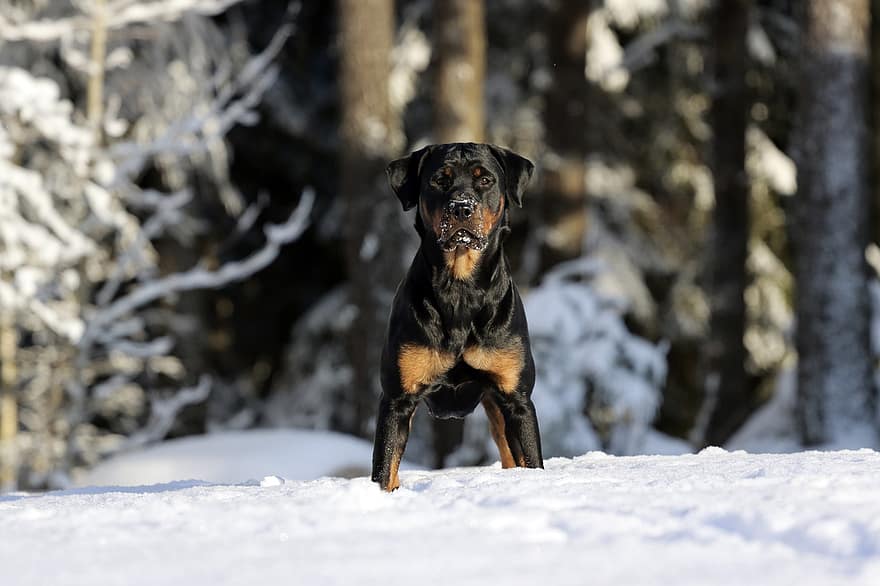 Rottweiler, perro, mascota, canino, animal, piel, hocico, mamífero, retrato de perro, invierno, nieve