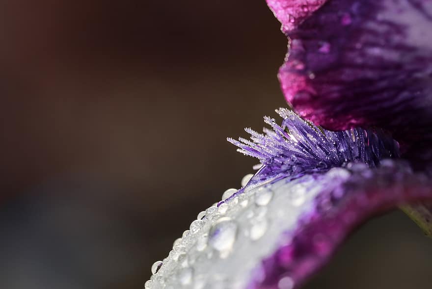 pétalo, iris, flor, macro, gotitas de agua, gotas de lluvia, planta ornamental, de cerca, planta, hoja, púrpura
