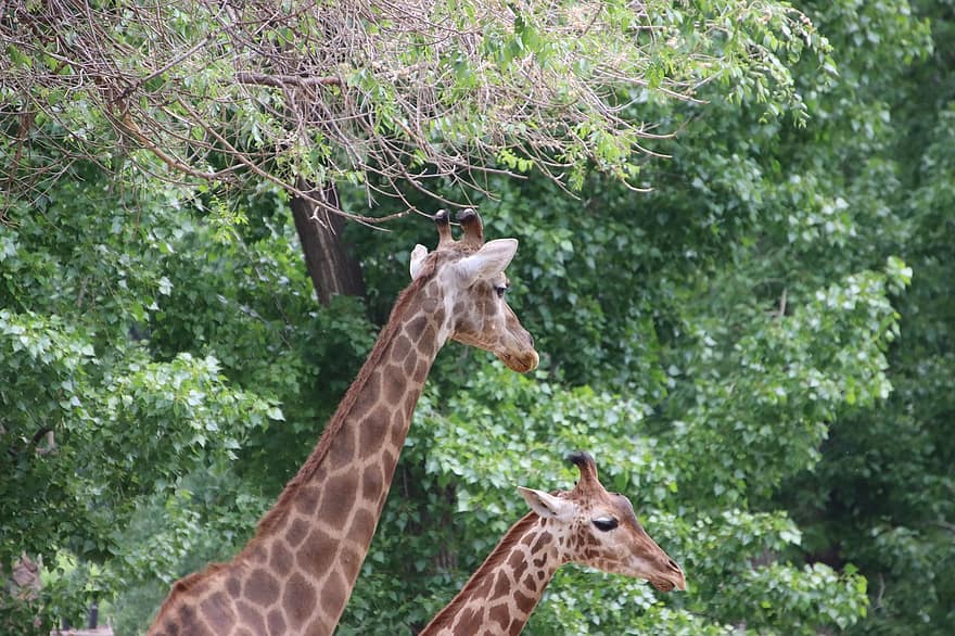 girafe, animal, faune, Giraffa camelopardalis, Giraffidae, mammifère, tête, Afrique, animaux à l'état sauvage, animaux de safari, savane