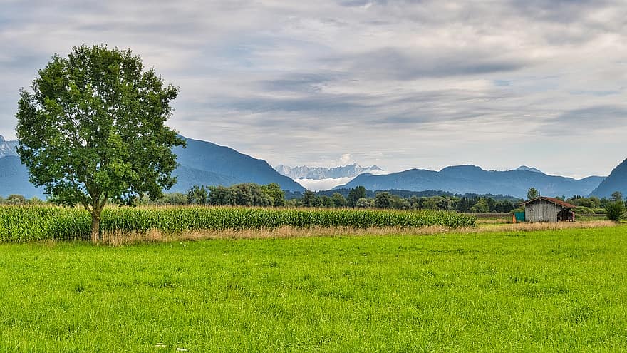 núi, đồng cỏ, cây, Cánh đồng ngô, nông thôn, Thiên nhiên, Bavaria